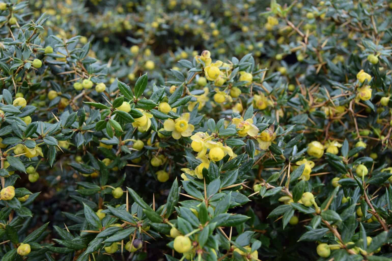 Berberis x frikartii 'Amstelveen'